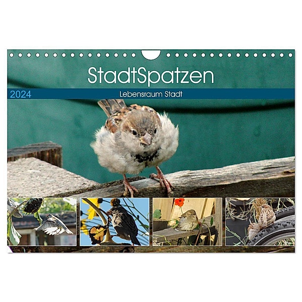 StadtSpatzen (Wandkalender 2024 DIN A4 quer), CALVENDO Monatskalender, Linda und Michael Schilling