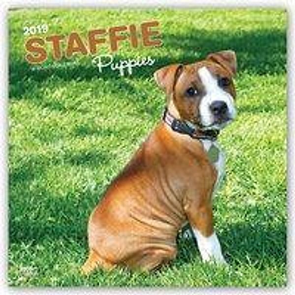 Staffordshire Bull Terrier Puppies - Staffordshire Bull Terr