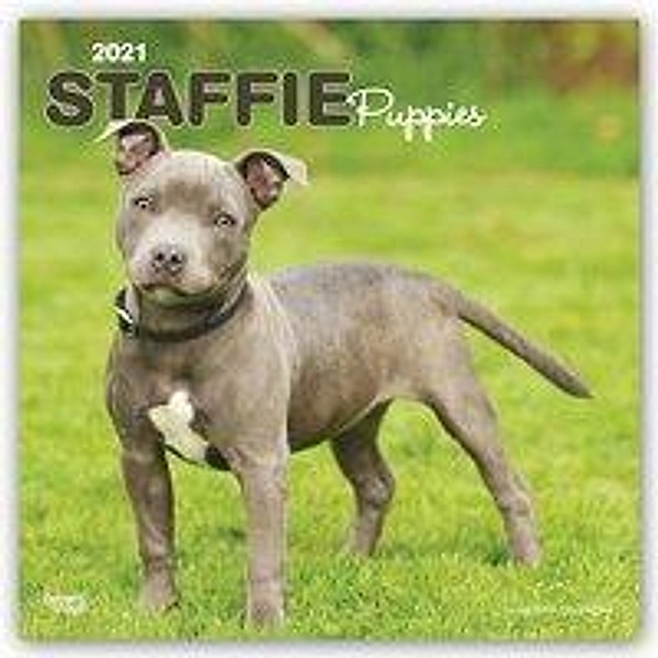 Staffordshire Bull Terrier Puppies - Staffordshire Bull Terrier Welpen 2021 - 16-Monatskalender mit freier DogDays-App, BrownTrout Publisher