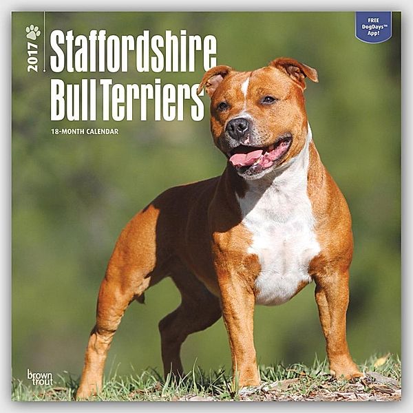 Staffordshire Bull Terriers 2017