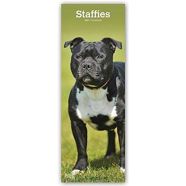 Staffordshire Bullterrier - Staffies 2021, BrownTrout Publishers