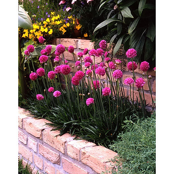 Staude Grasnelke rosa, Armeria maritima, 4 Stauden