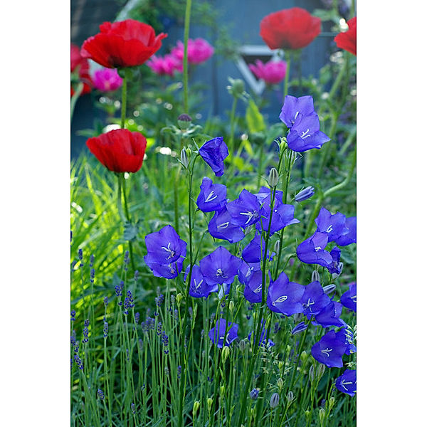 Staude Hohe Glockenblume, blau, 5 Stück