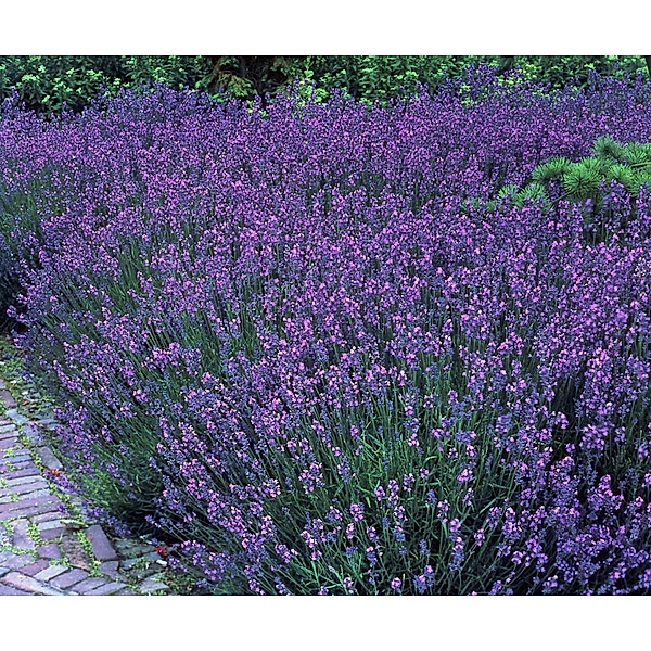 Staude Lavendel, 12 Stück, 7 cm Topf