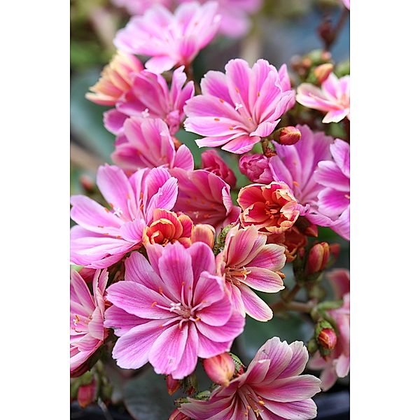 Staude Porzellanröschen, Lewisia, 8 Stauden