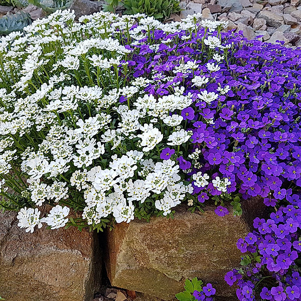 Stauden-Set Frühlingserwachen blau-weiß