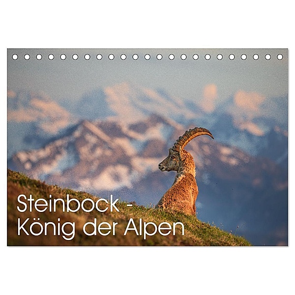 Steinbock - König der Alpen (Tischkalender 2024 DIN A5 quer), CALVENDO Monatskalender, David Oberholzer - www.davidoberholzer.ch