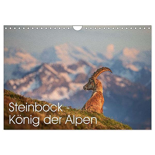 Steinbock - König der Alpen (Wandkalender 2024 DIN A4 quer), CALVENDO Monatskalender, David Oberholzer - www.davidoberholzer.ch
