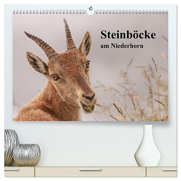 Steinböcke am Niederhorn (hochwertiger Premium Wandkalender 2024 DIN A2 quer), Kunstdruck in Hochglanz, Winfried Rusch