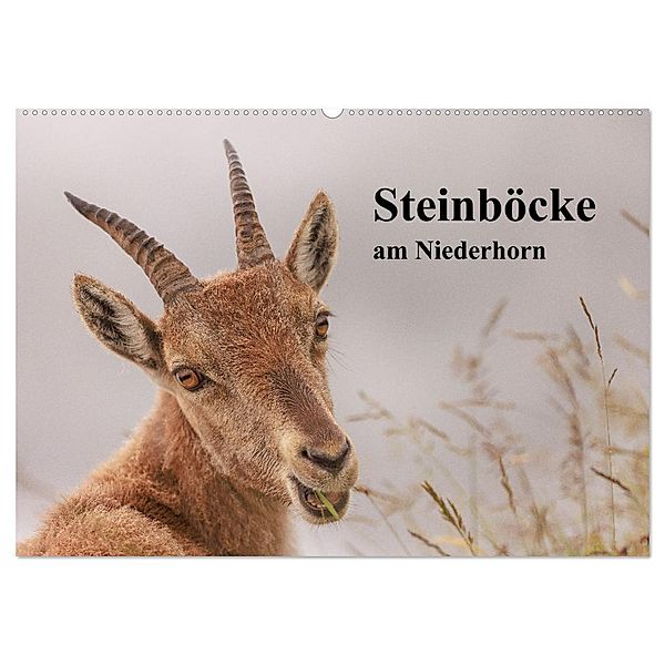 Steinböcke am Niederhorn (Wandkalender 2024 DIN A2 quer), CALVENDO Monatskalender, Winfried Rusch