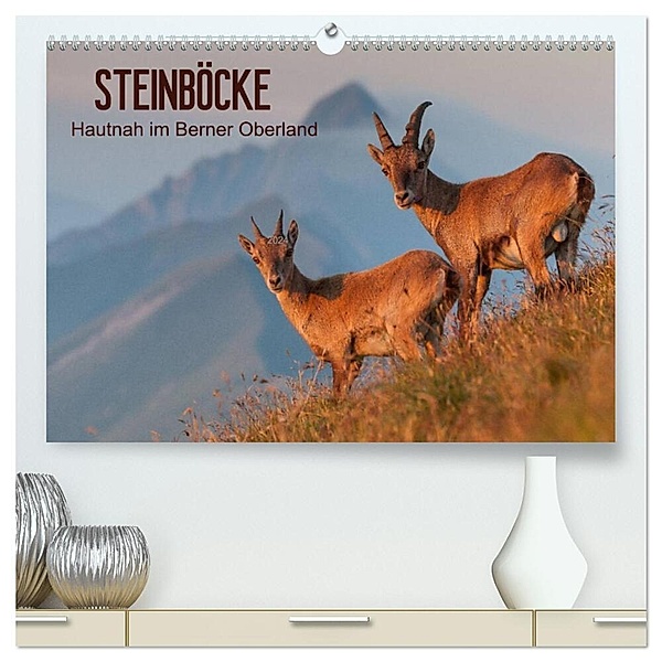 STEINBÖCKE Hautnah im Berner Oberland (hochwertiger Premium Wandkalender 2024 DIN A2 quer), Kunstdruck in Hochglanz, Mario Trachsel