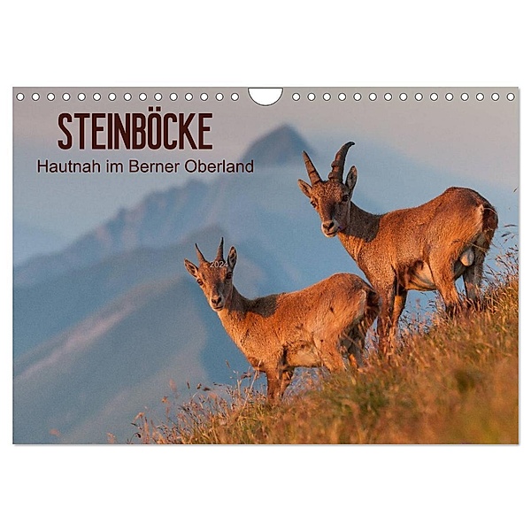 STEINBÖCKE Hautnah im Berner Oberland (Wandkalender 2024 DIN A4 quer), CALVENDO Monatskalender, Mario Trachsel