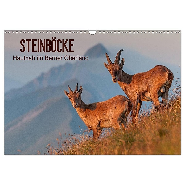 STEINBÖCKE Hautnah im Berner Oberland (Wandkalender 2024 DIN A3 quer), CALVENDO Monatskalender, Mario Trachsel