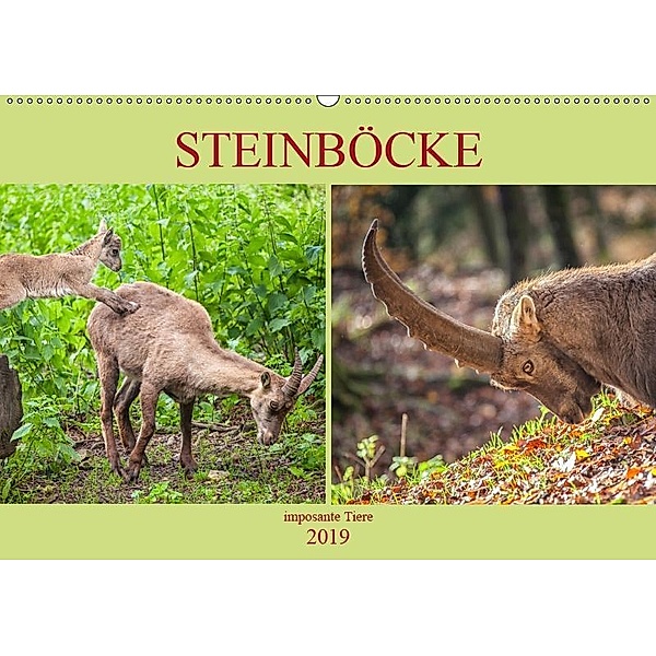 Steinböcke - imposante Tiere (Wandkalender 2019 DIN A2 quer), Liselotte Brunner-Klaus