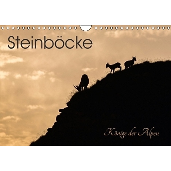 Steinböcke - Könige der Alpen (Wandkalender 2016 DIN A4 quer), Melanie Weber