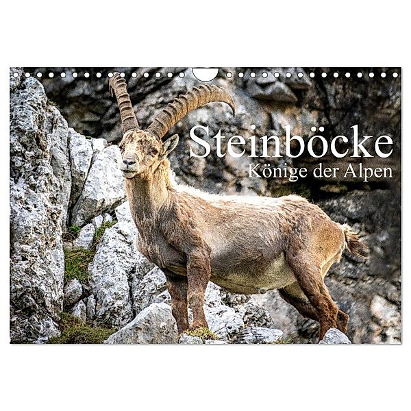 Steinböcke - Majestätische Tiere der Alpen (Wandkalender 2024 DIN A4 quer), CALVENDO Monatskalender, Calvendo, Sven Burbott