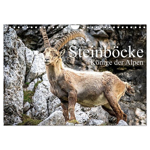 Steinböcke - Majestätische Tiere der Alpen (Wandkalender 2025 DIN A4 quer), CALVENDO Monatskalender, Calvendo, Sven Burbott