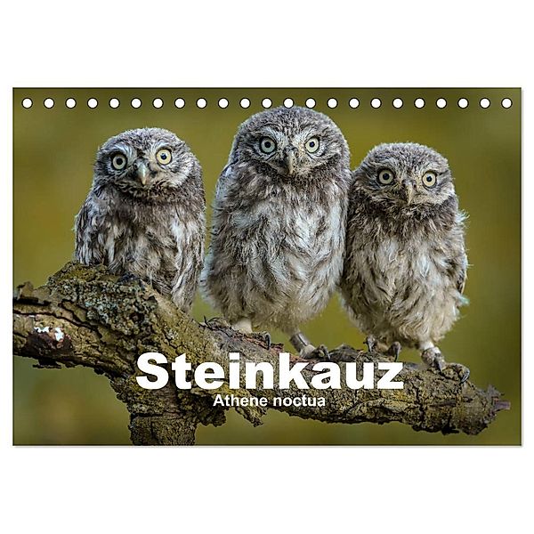 Steinkäuze (Athene noctua) (Tischkalender 2024 DIN A5 quer), CALVENDO Monatskalender, Winfried Rusch