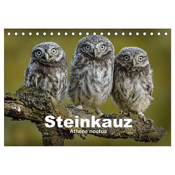 Steinkäuze (Athene noctua) (Tischkalender 2025 DIN A5 quer), CALVENDO Monatskalender, Calvendo, Winfried Rusch