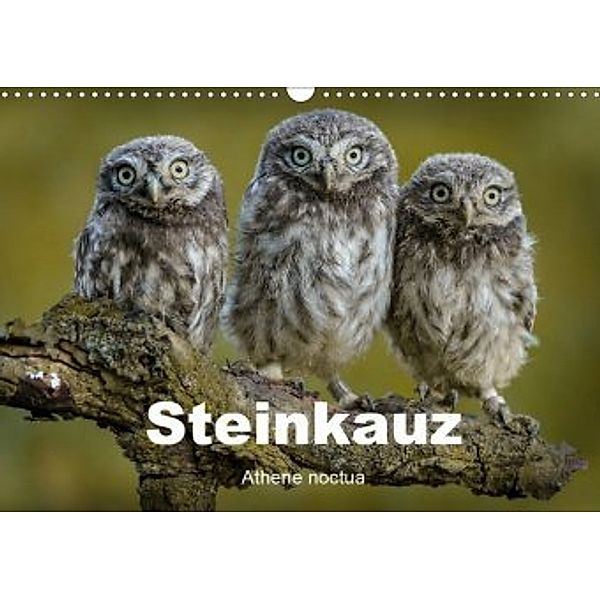 Steinkäuze (Athene noctua) (Wandkalender 2020 DIN A3 quer), Winfried Rusch