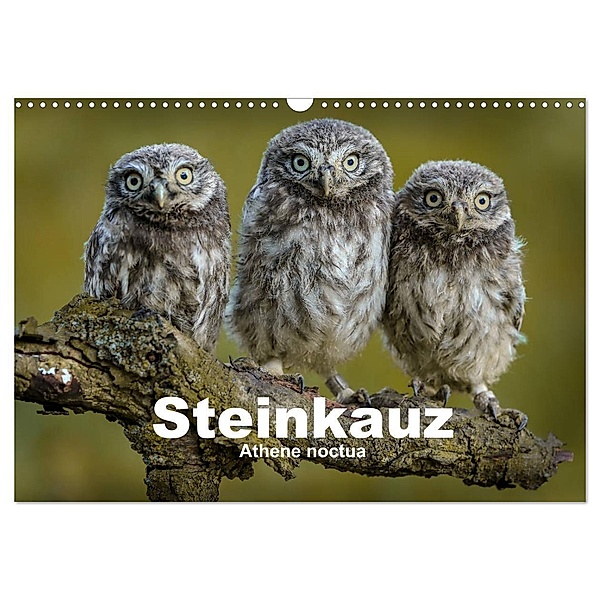 Steinkäuze (Athene noctua) (Wandkalender 2024 DIN A3 quer), CALVENDO Monatskalender, Winfried Rusch