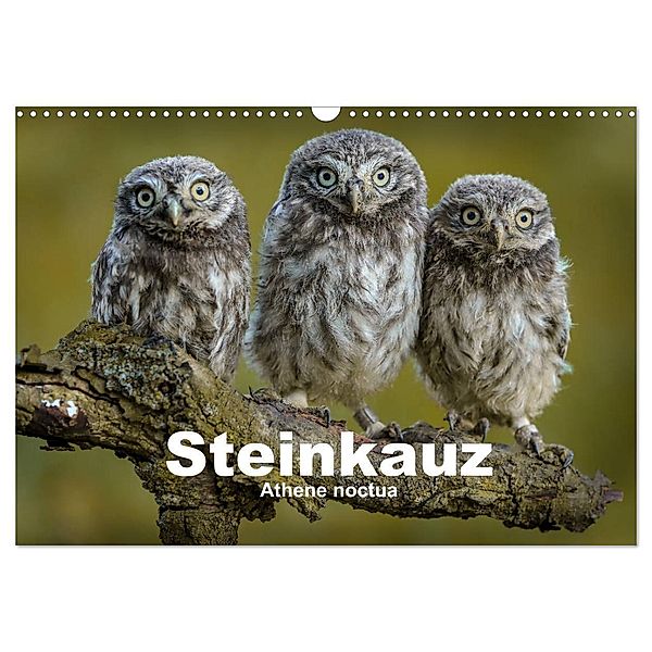 Steinkäuze (Athene noctua) (Wandkalender 2025 DIN A3 quer), CALVENDO Monatskalender, Calvendo, Winfried Rusch