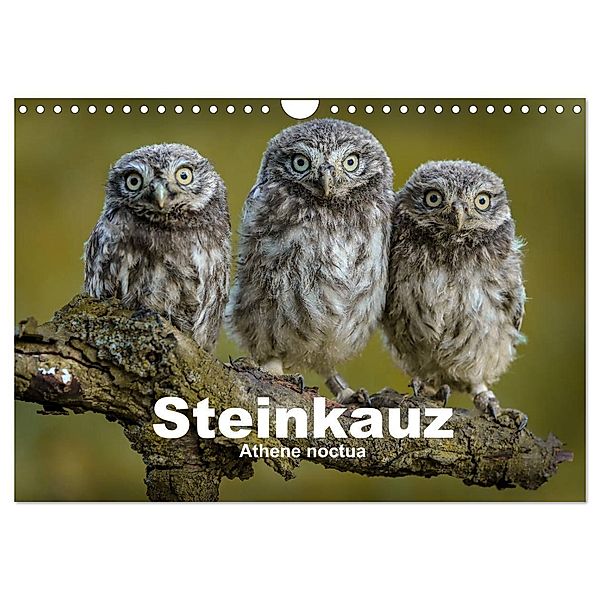 Steinkäuze (Athene noctua) (Wandkalender 2025 DIN A4 quer), CALVENDO Monatskalender, Calvendo, Winfried Rusch