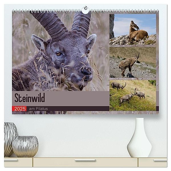 Steinwild am Pilatus (hochwertiger Premium Wandkalender 2025 DIN A2 quer), Kunstdruck in Hochglanz, Calvendo, Norbert W. Saul