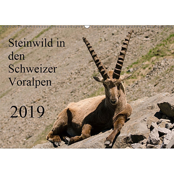 Steinwild in den Schweizer Voralpen (Wandkalender 2019 DIN A2 quer), Norbert W. Saul