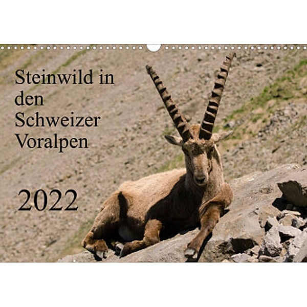 Steinwild in den Schweizer Voralpen (Wandkalender 2022 DIN A3 quer), Norbert W. Saul