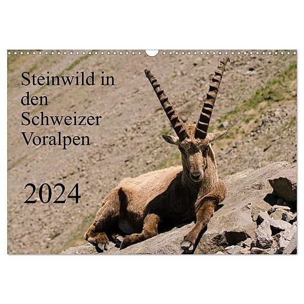 Steinwild in den Schweizer Voralpen (Wandkalender 2024 DIN A3 quer), CALVENDO Monatskalender, Norbert W. Saul
