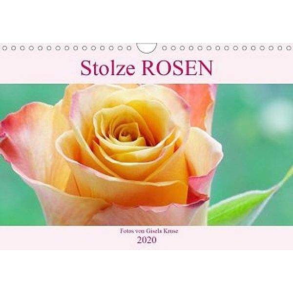 Stolze Rosen (Wandkalender 2020 DIN A4 quer), Gisela Kruse