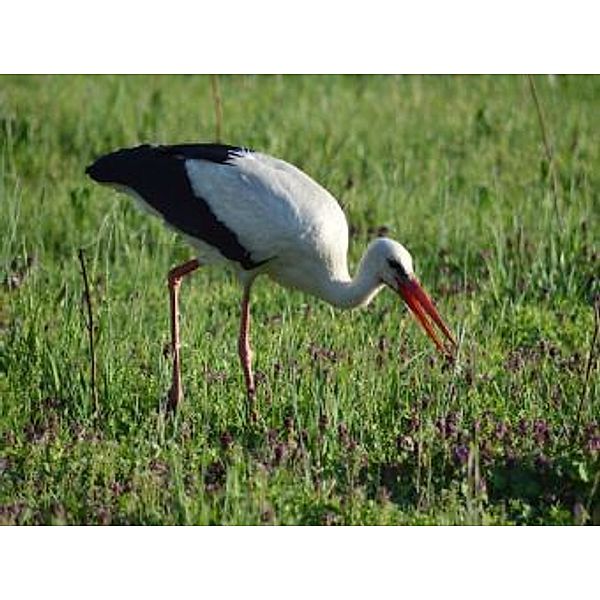 Storch - 2.000 Teile (Puzzle)