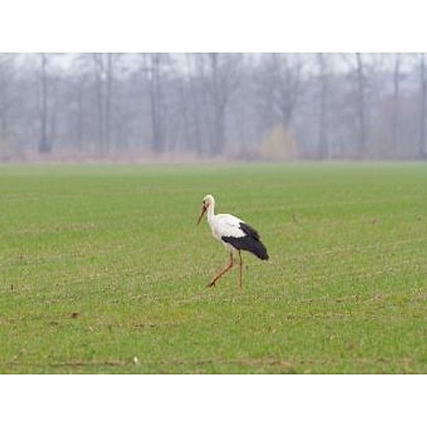 Storch - 2.000 Teile (Puzzle)