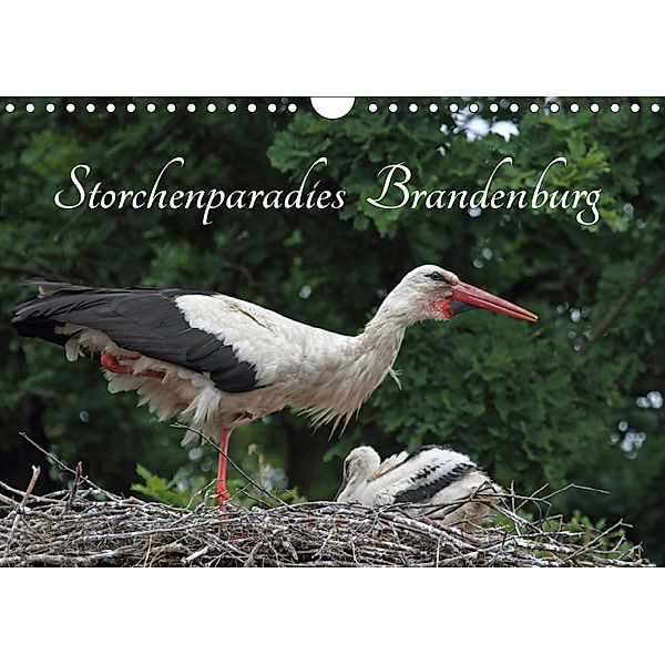 Storchenparadies Brandenburg (Wandkalender 2019 DIN A4 quer), Klaus Konieczka