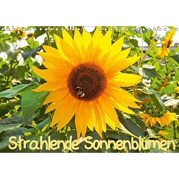 Strahlende Sonnenblumen / CH - Version (Wandkalender 2021 DIN A4 quer), Karin Sigwarth