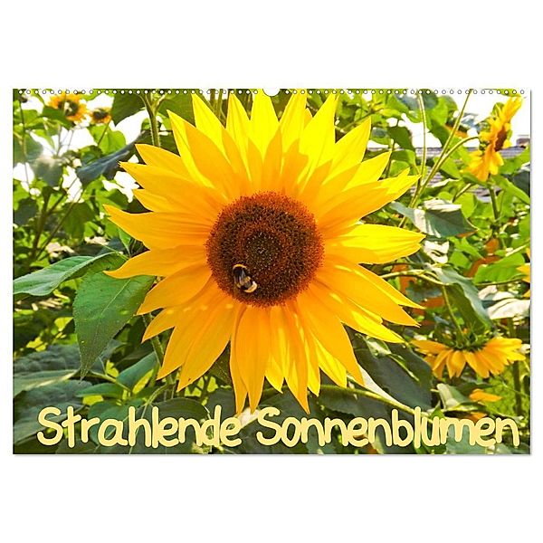 Strahlende Sonnenblumen / CH - Version (Wandkalender 2024 DIN A2 quer), CALVENDO Monatskalender, Karin Sigwarth