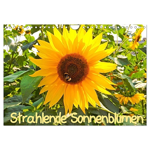 Strahlende Sonnenblumen / CH - Version (Wandkalender 2024 DIN A4 quer), CALVENDO Monatskalender, Karin Sigwarth