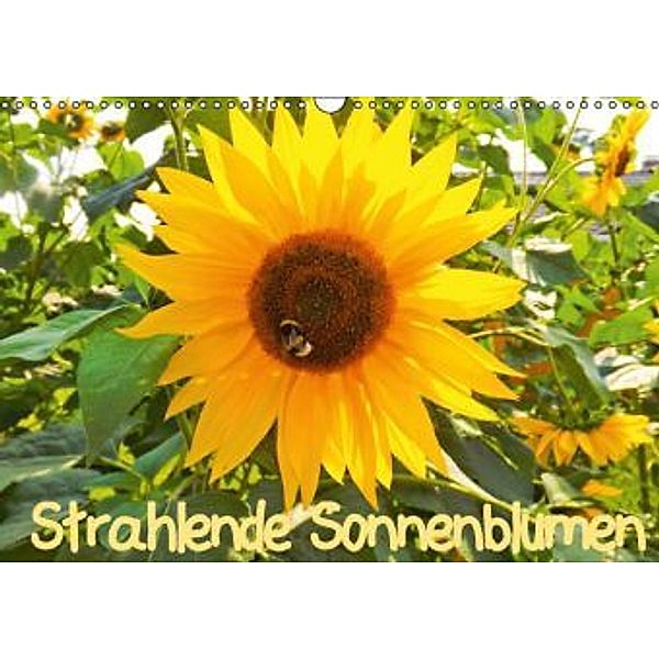 Strahlende Sonnenblumen (Wandkalender 2014 DIN A3 quer), Karin Sigwarth