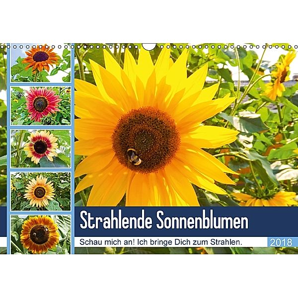Strahlende Sonnenblumen (Wandkalender 2018 DIN A3 quer), Karin Sigwarth