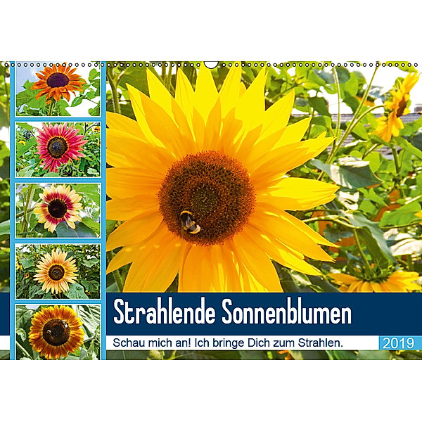 Strahlende Sonnenblumen (Wandkalender 2019 DIN A2 quer), Karin Sigwarth