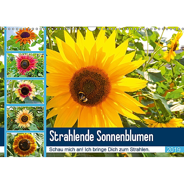 Strahlende Sonnenblumen (Wandkalender 2019 DIN A3 quer), Karin Sigwarth