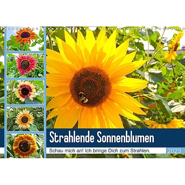 Strahlende Sonnenblumen (Wandkalender 2023 DIN A3 quer), Karin Sigwarth