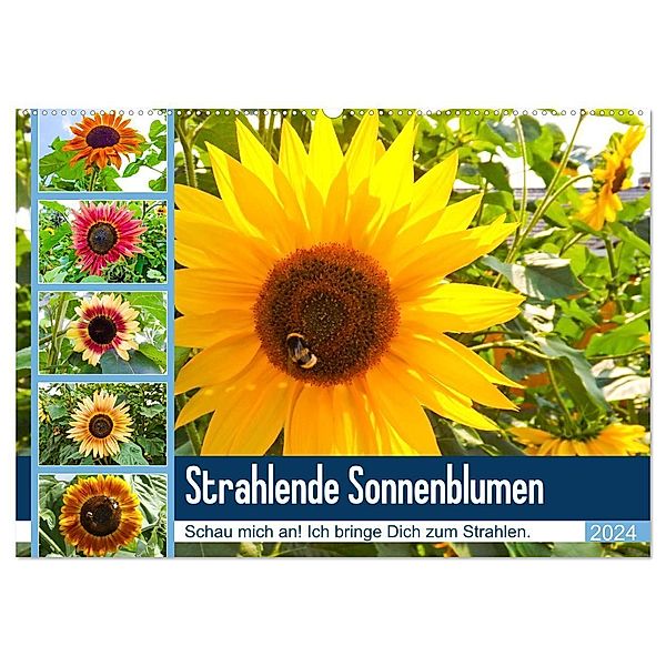 Strahlende Sonnenblumen (Wandkalender 2024 DIN A2 quer), CALVENDO Monatskalender, Karin Sigwarth