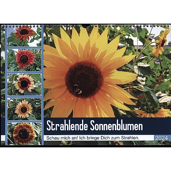 Strahlende Sonnenblumen (Wandkalender 2024 DIN A3 quer), CALVENDO Monatskalender, Karin Sigwarth