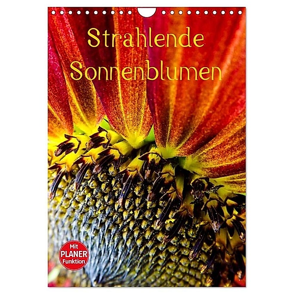 Strahlende Sonnenblumen (Wandkalender 2024 DIN A4 hoch), CALVENDO Monatskalender, Karin Sigwarth