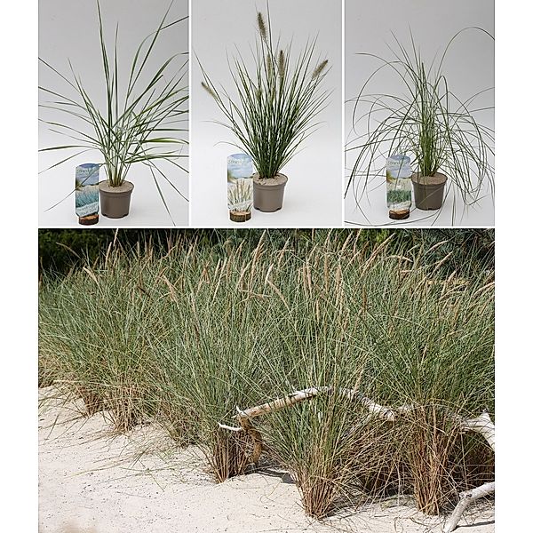 Strandgrün Gräser-Set, bestehend aus 1x Strandhafer Dünenanker (Ammophila arenaria), 1x Strandroggen Blaue Düne(Leymus arenarius), 1x Lampenputzergras Hameln(Pennisetum alopecuroides)