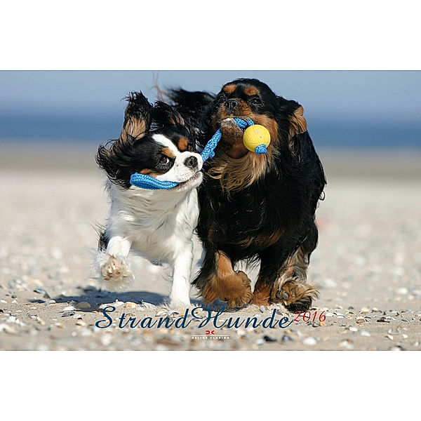 Strandhunde 2016