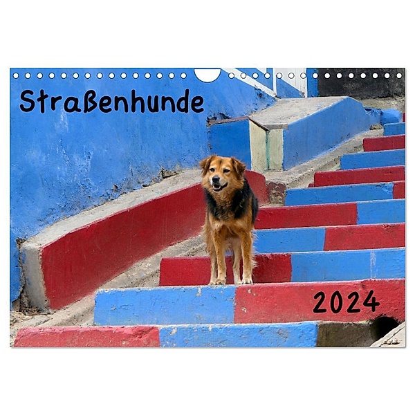 Strassenhunde 2024 (Wandkalender 2024 DIN A4 quer), CALVENDO Monatskalender, Jochen Gerken