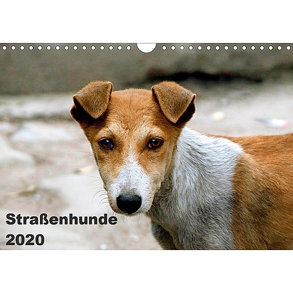 Straßenhunde (Wandkalender 2020 DIN A4 quer), Antje Bakker